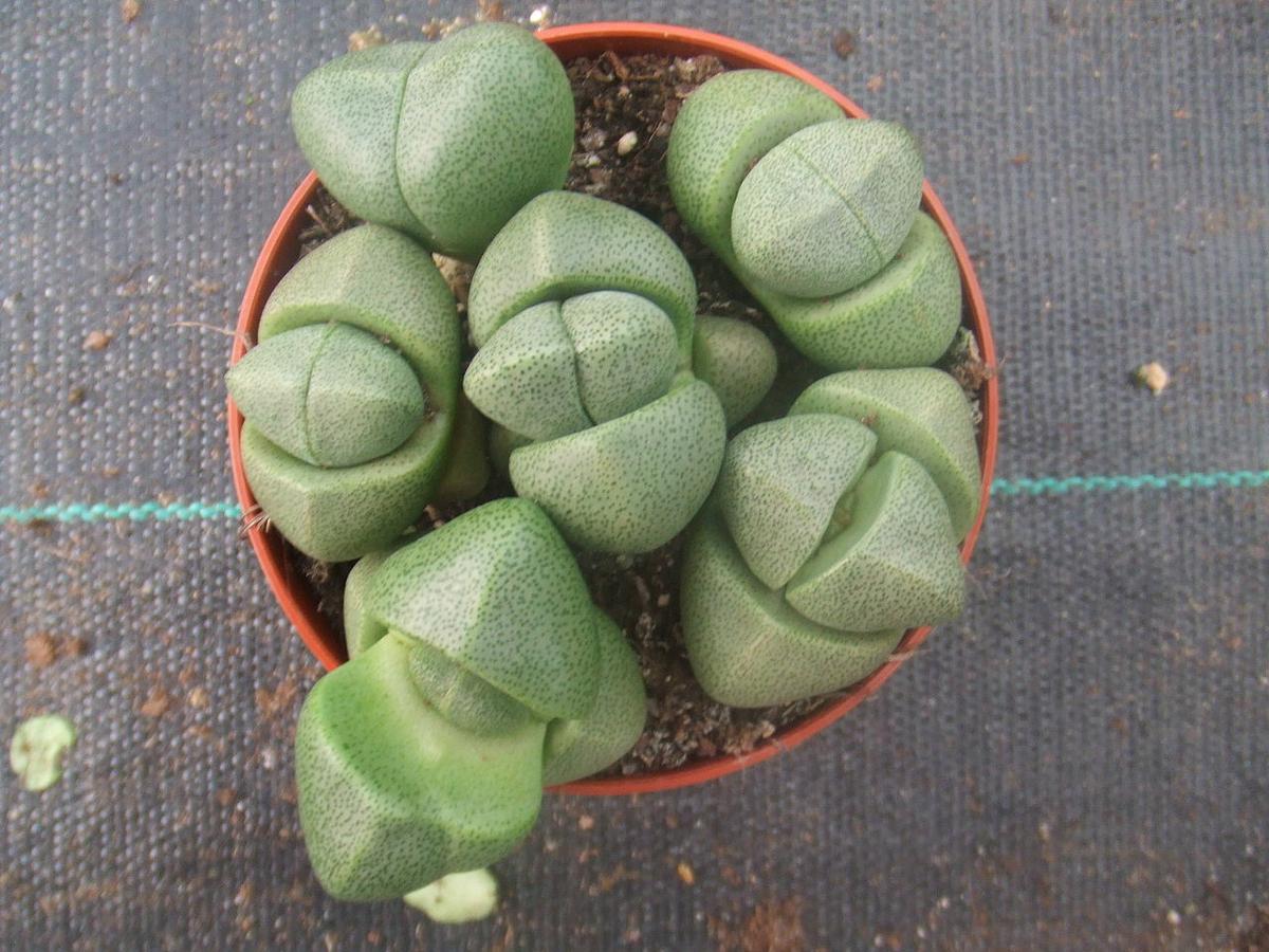 Los Pleiospilos son suculentas