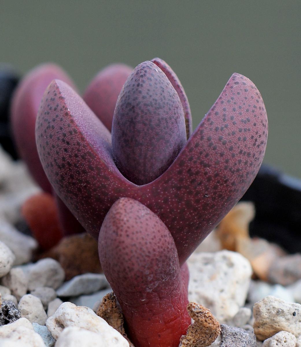 Vista del Pleiospilos nelii Royal Flush