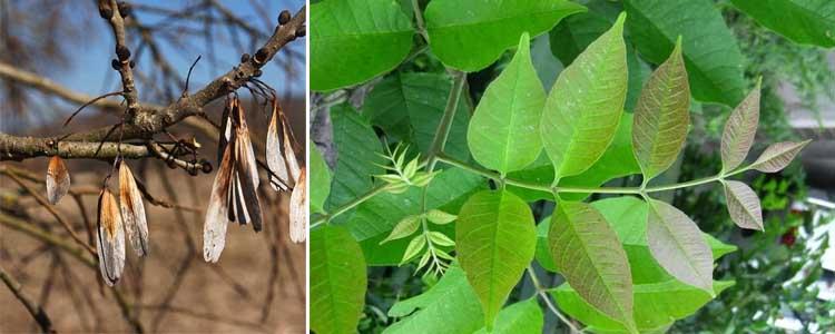 Semillas y hojas de fresno
