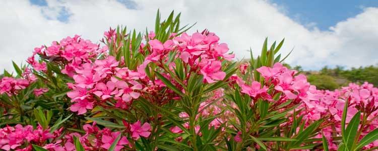 adelfa floración rosa