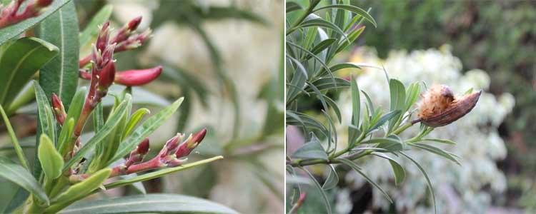 Floración y semillas adelfa