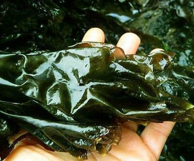 alga nori embarazo