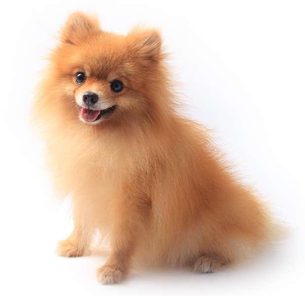 razas de perros originarias de Italia