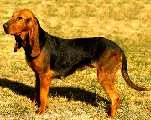 razas de perros originarias de Italia