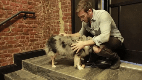 6. Una Mascota Nunca te Juzgará