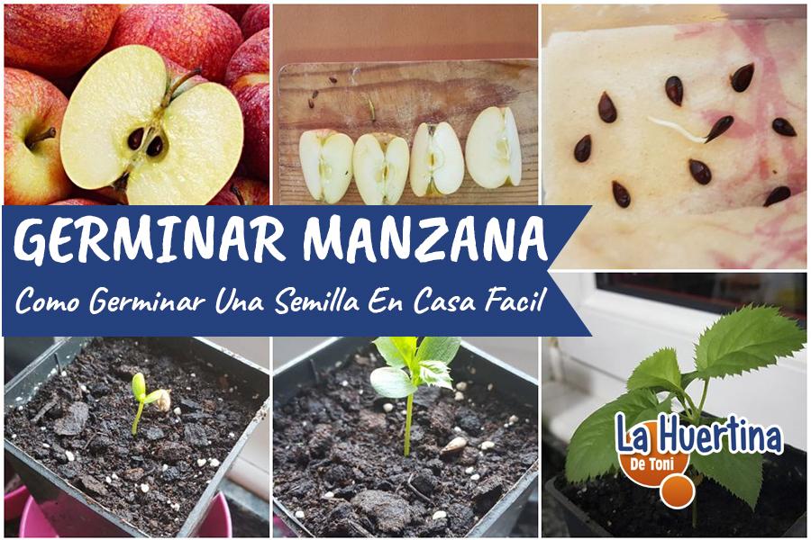 Cómo germinar una semilla de manzana en casa | Plantas
