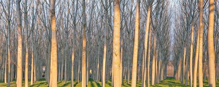 Plantación de chopos