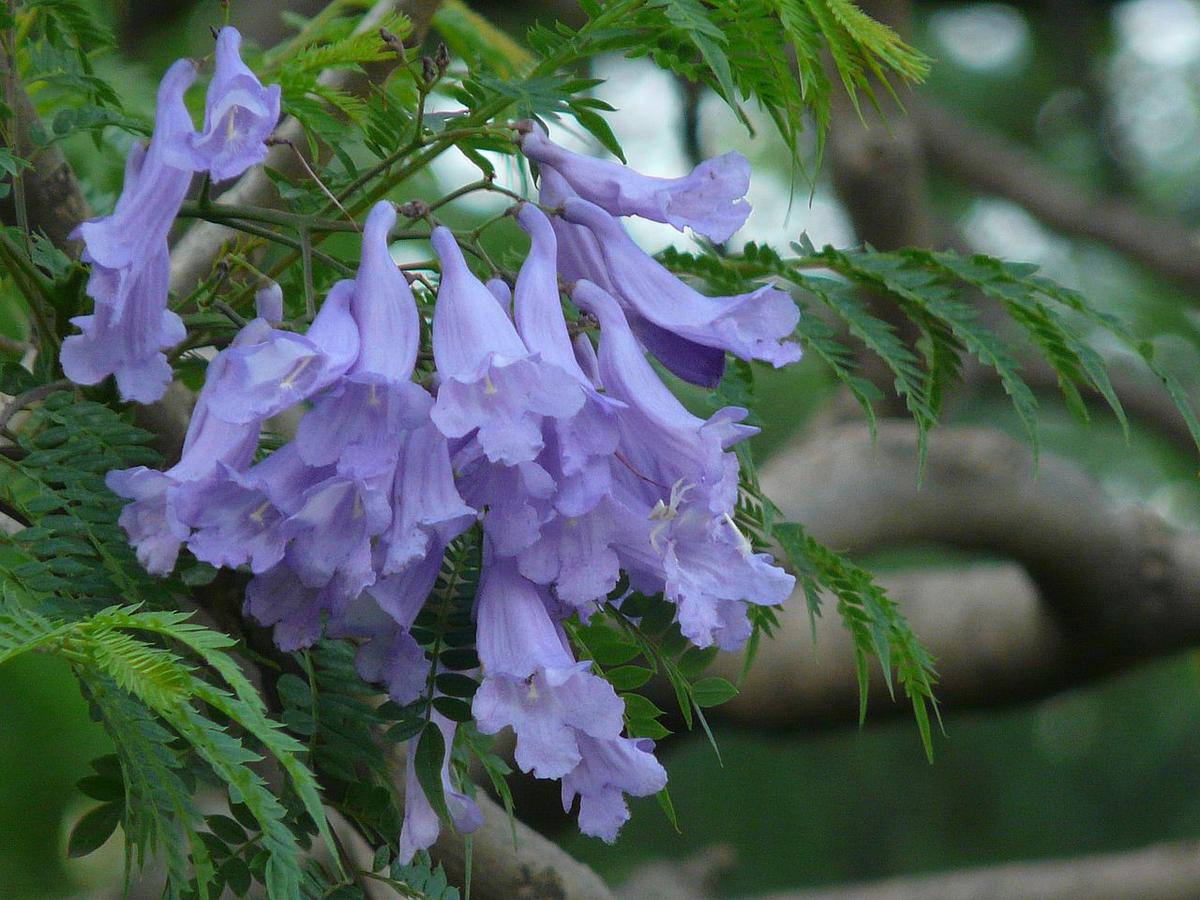Las flores del jacaranda son numerosas