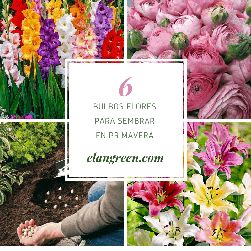 6 bulbos de flores para sembrar en primavera | Plantas