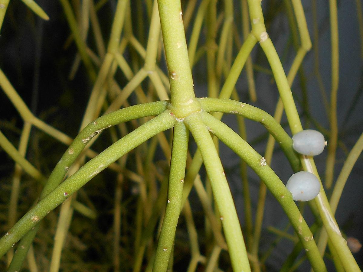 Vista del Rhipsalis baccifera