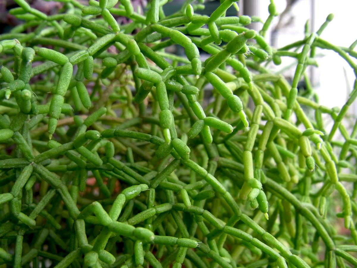 Vista del Rhipsalis cereuscula