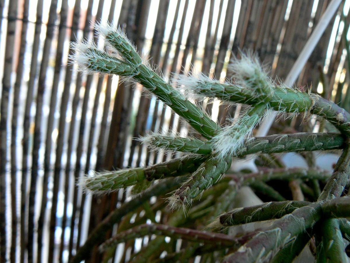 Vista del Rhipsalis pilocarpa