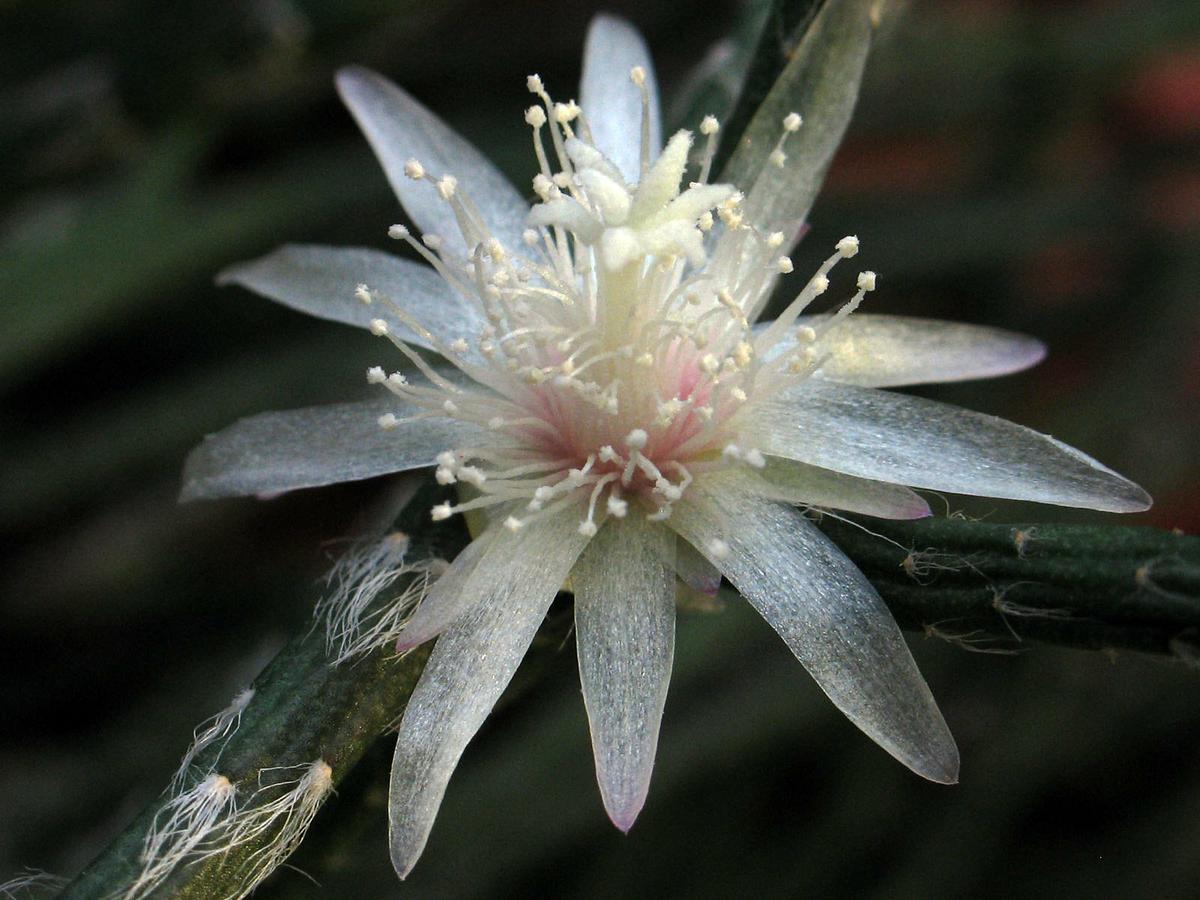 Las flores de los Rhipsalis son blancas