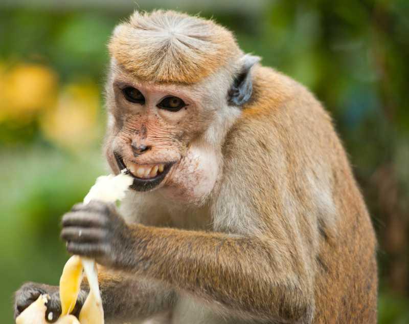 animales de la selva