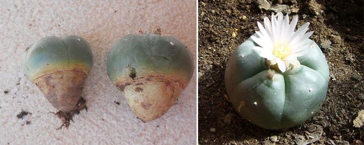 Multiplicación de peyote