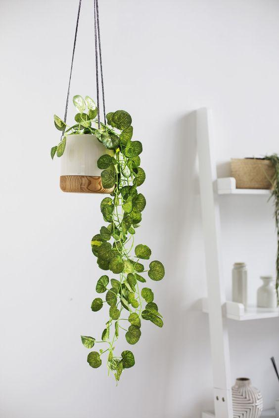decorar con plantas colgantes V