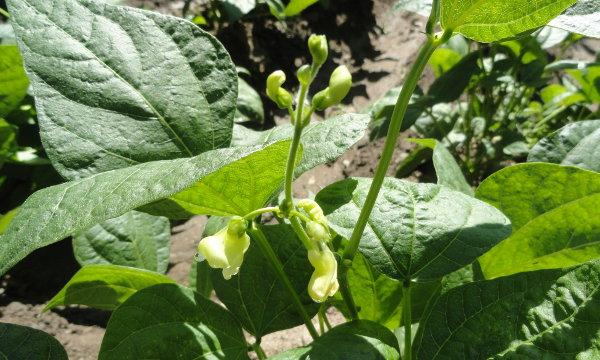 Flores de judías verdinas