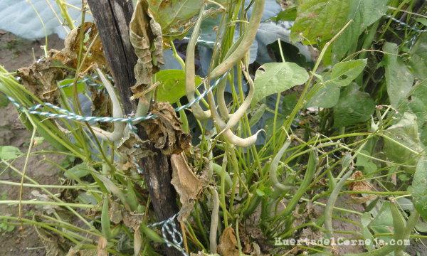 Verdinas, defoliación y vainas secas