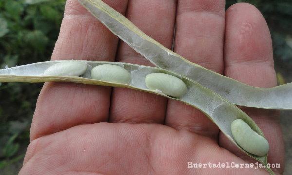 Vaina y granos maduros de verdinas