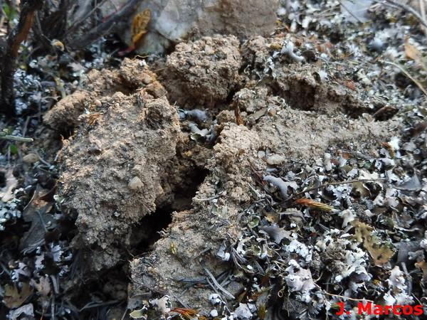 Grieta en la tierra producida por Amanita ponderosa. Crédito: Javier Marcos