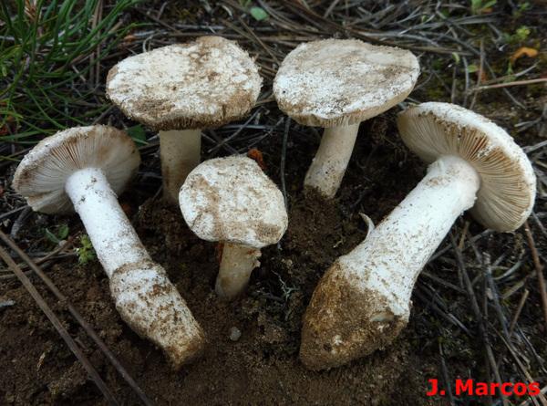 Amanita boudieri. Crédito: Javier Marcos