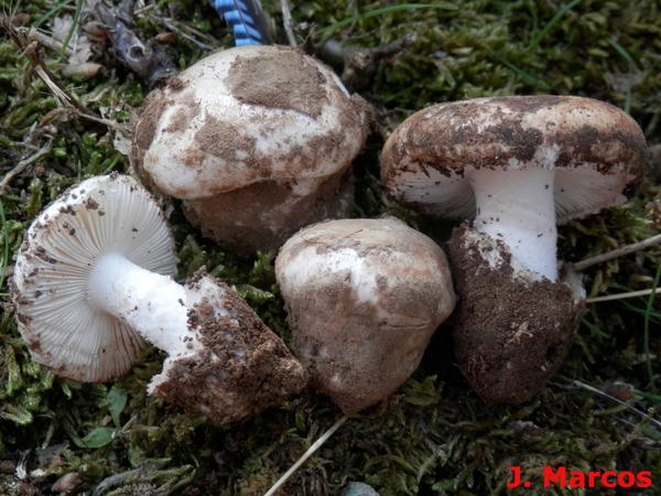 Amanita curtipes. Crédito Javier Marcos