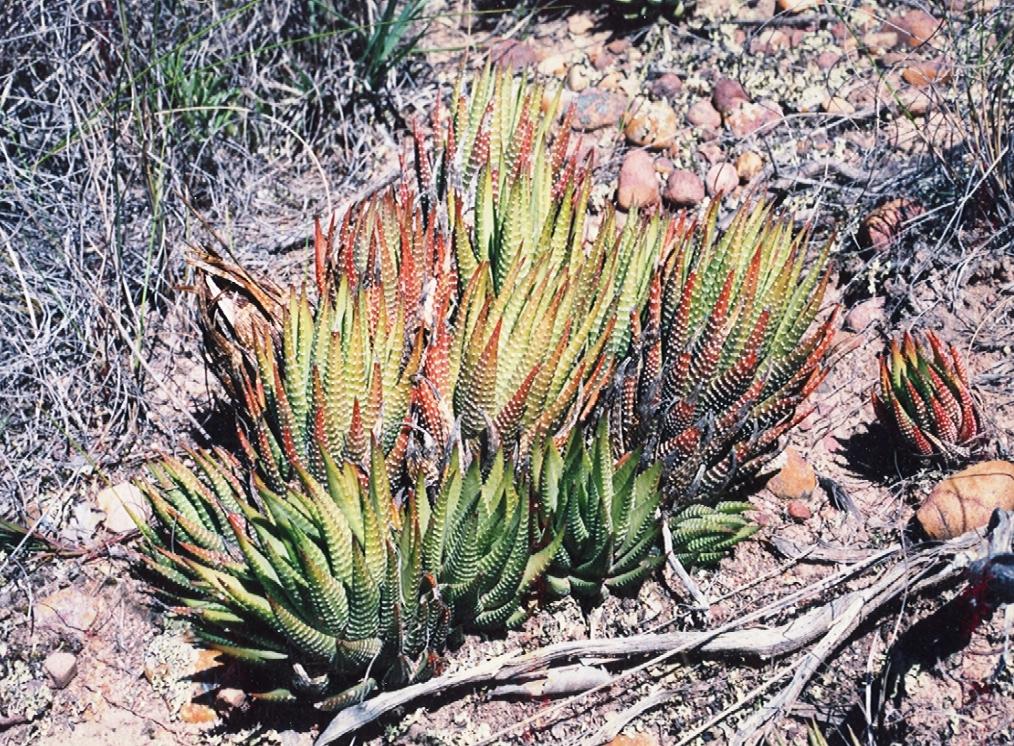 La Haworthia fasciata es una suculenta sudafricana