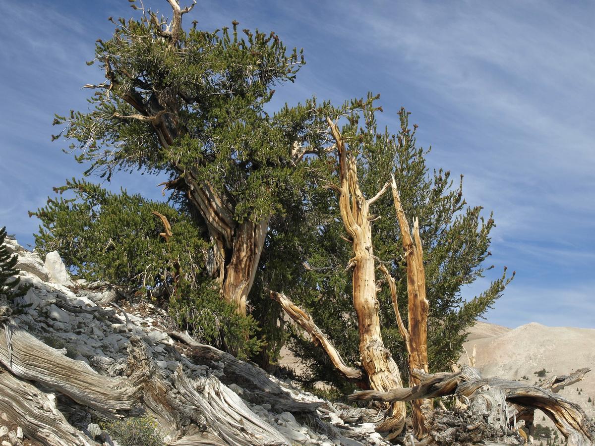 El Pinus longaeva es un árbol muy longevo