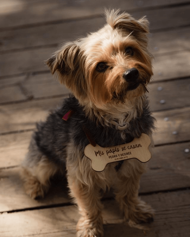 bodas con perros