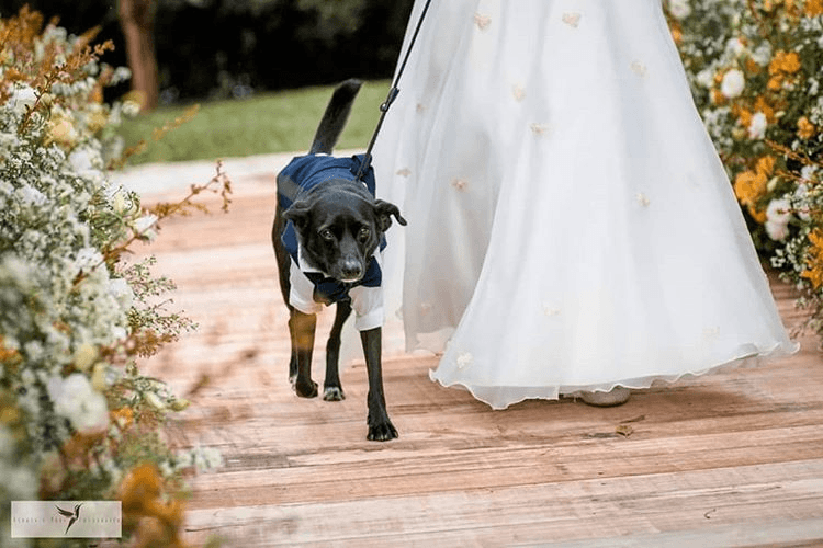 bodas con perros