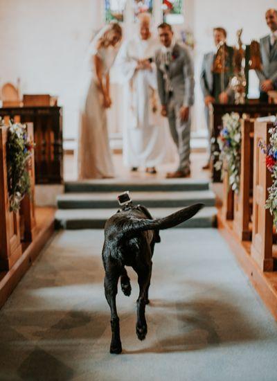 bodas con perros