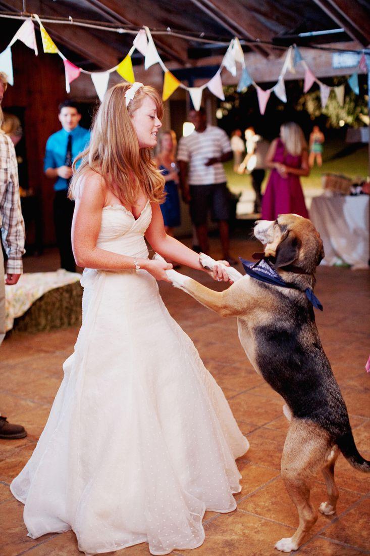 bodas con perros