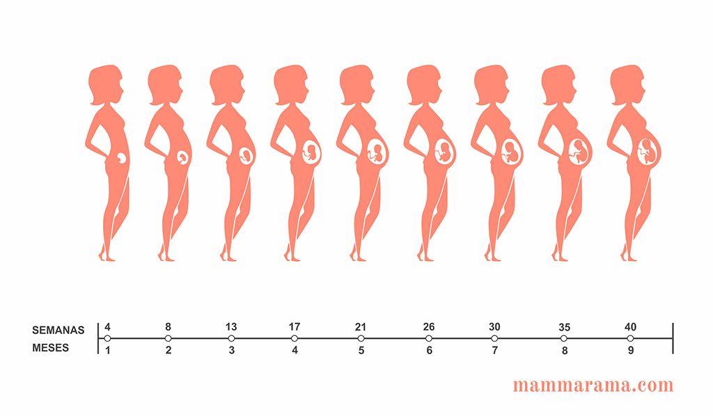 Embarazo: equivalencia en semanas y meses