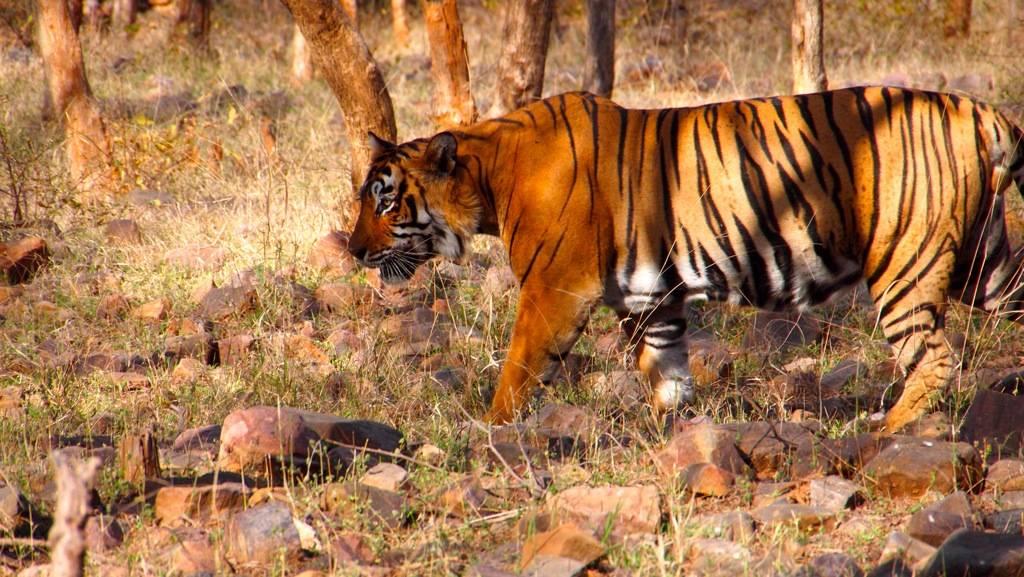 Ranthambore National Park, India1