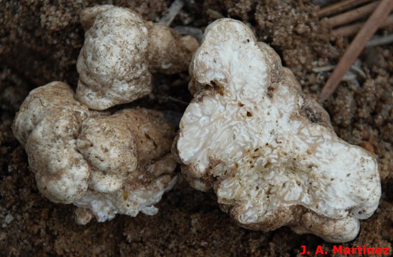 Choiromyces meandriformis. Crédito: José Ángel Martínez