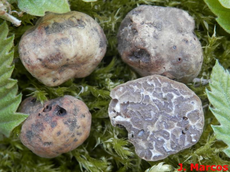 Tuber dryophilum. Crédito: Javier Marcos