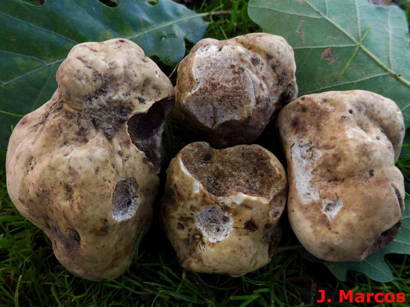 Tuber magnatum. Crédito: Javier Marcos