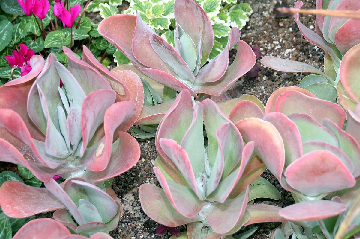 El Kalanchoe thyrsiflora es una suculenta