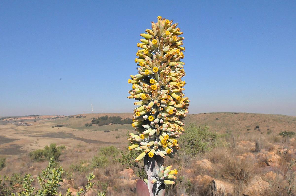 Las flores del Kalanchoe thyrsiflora son amarillas
