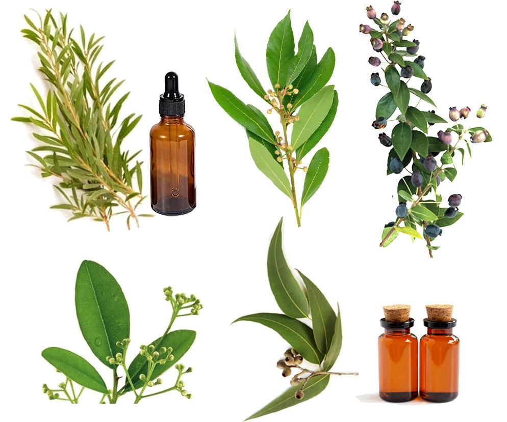 los mejores aceites esenciales antigripales antivirósicos