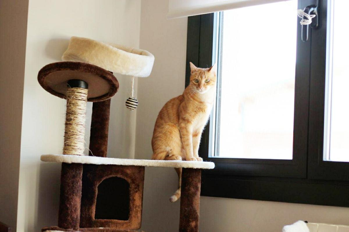 rascador para gato
