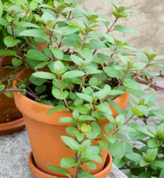 Mejorana y las propiedades de esta planta medicinal Ecología Mejorana y las propiedades de esta planta medicinal Ecología