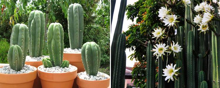 Cultivo de cactus San Pedro