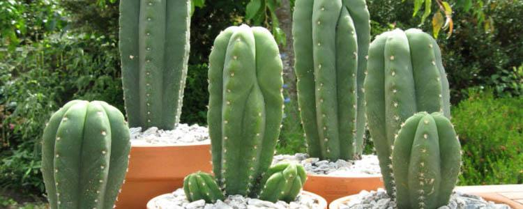 Macetas de cactus San Pedro