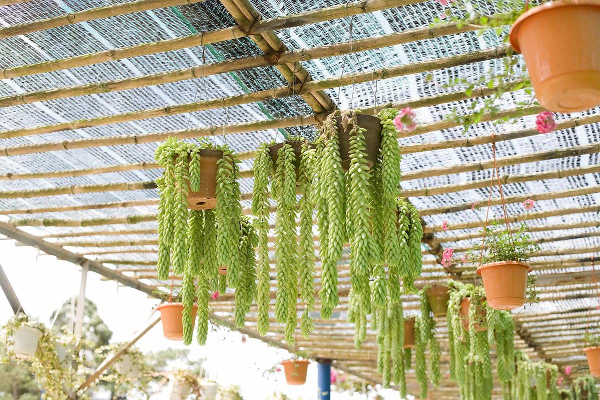 El Sedum morganianum es una crasa colgante