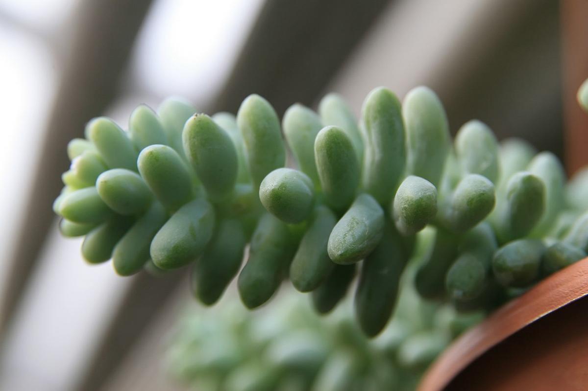 El Sedum morganianum es una suculenta colgante
