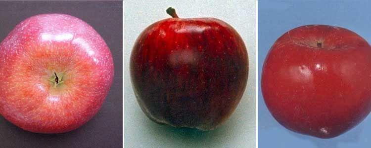 Variedades de manzanas rojas