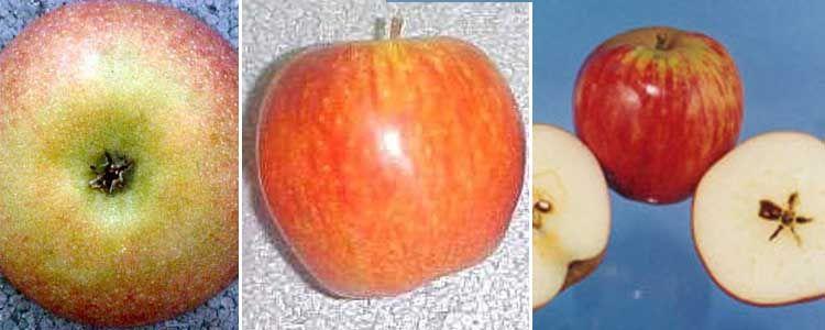 Variedades de manzanas de color rojo