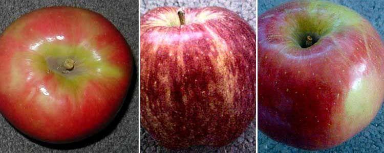 Variedades de manzanas 3