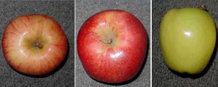 Variedades Gala, Galaxy y Golden Delicious